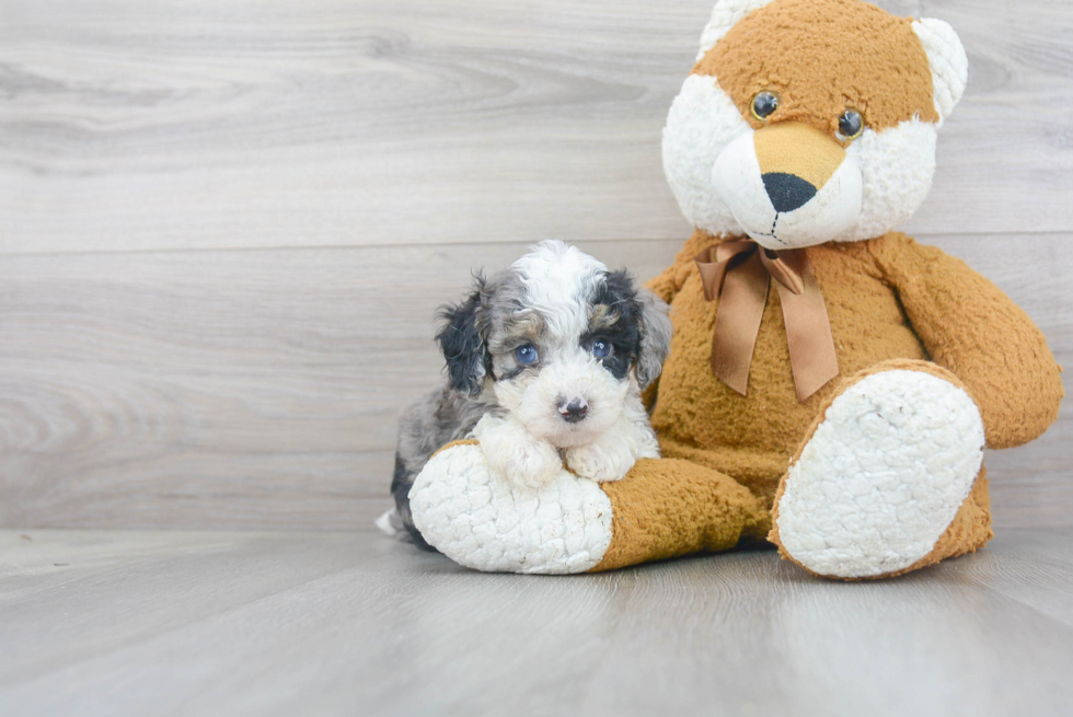 Fluffy Mini Sheepadoodle Poodle Mix Pup