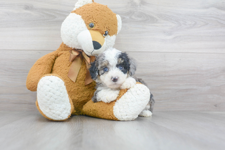 Mini Sheepadoodle Pup Being Cute