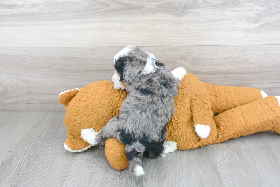 Adorable Sheep Dog Poodle Mix Puppy