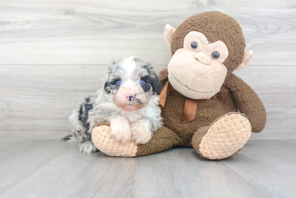 Best Mini Sheepadoodle Baby