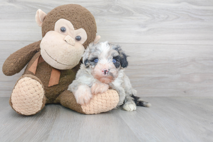 Mini Sheepadoodle Pup Being Cute