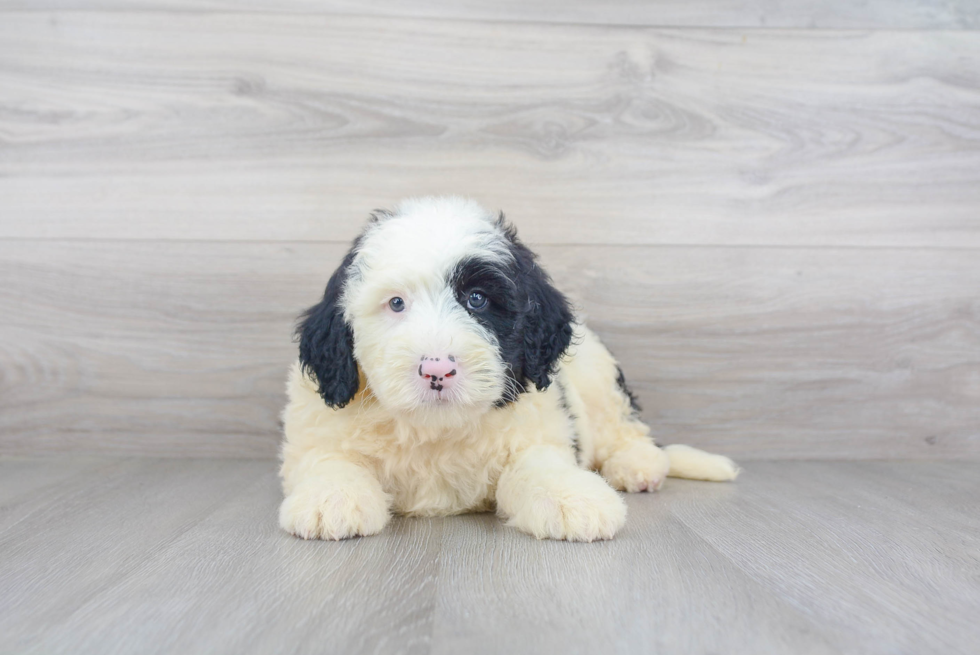 Playful Sheep Dog Poodle Mix Puppy