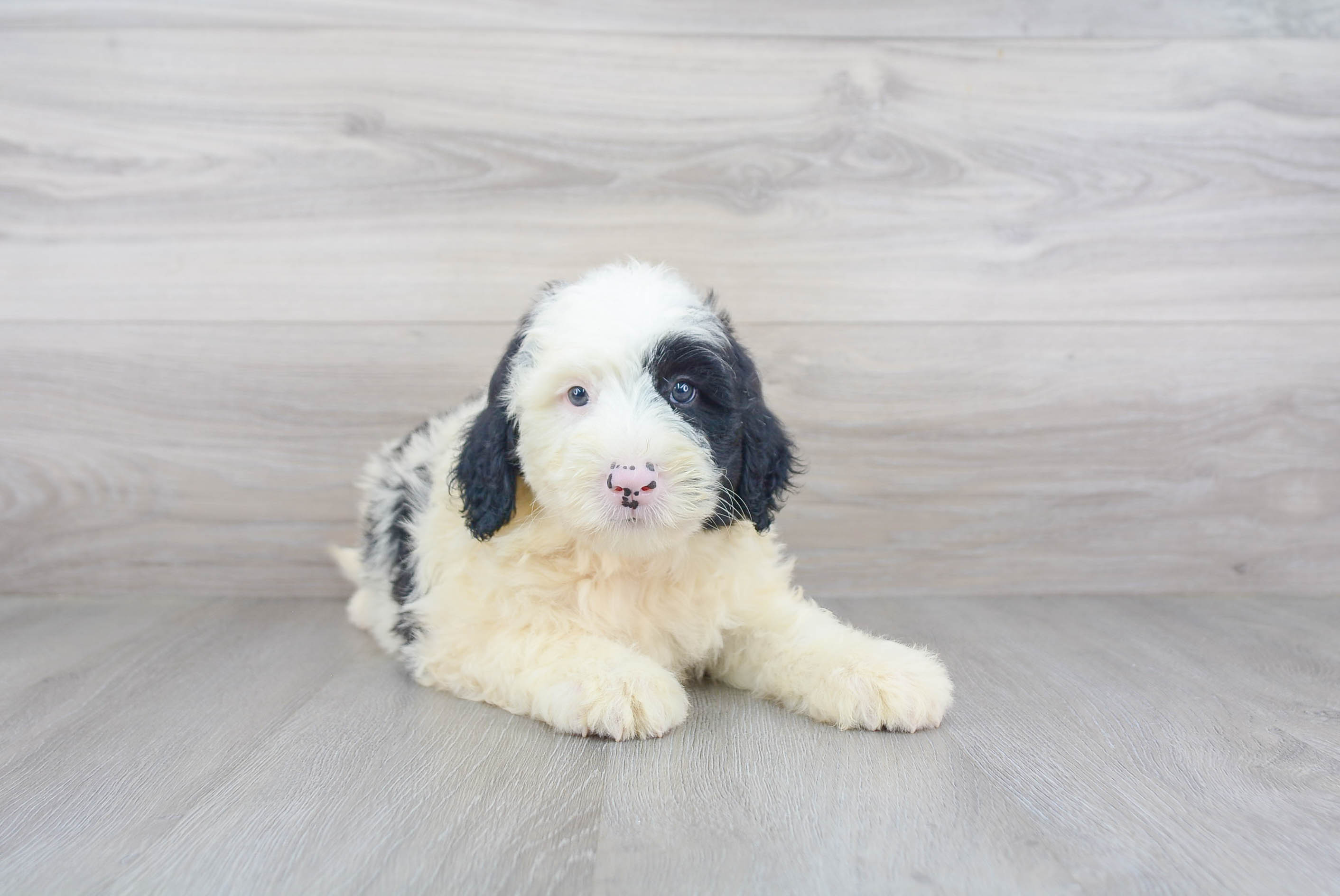 Happy Mini Sheepadoodle Baby