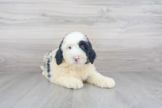 Happy Mini Sheepadoodle Baby