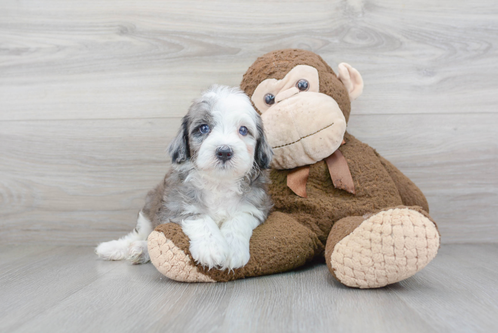 Mini Sheepadoodle Pup Being Cute