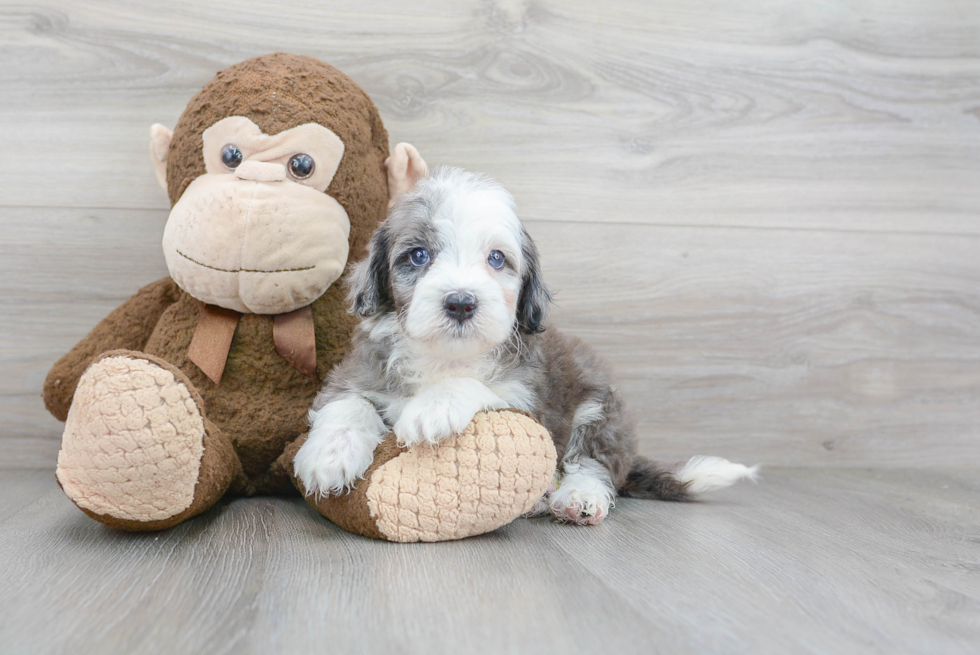 Playful Sheep Dog Poodle Mix Puppy