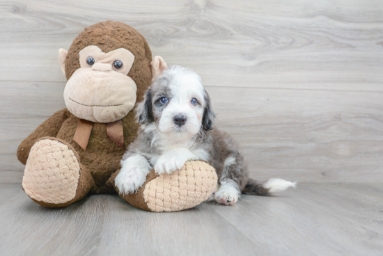 Playful Sheep Dog Poodle Mix Puppy