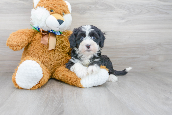 Mini Sheepadoodle Puppy for Adoption