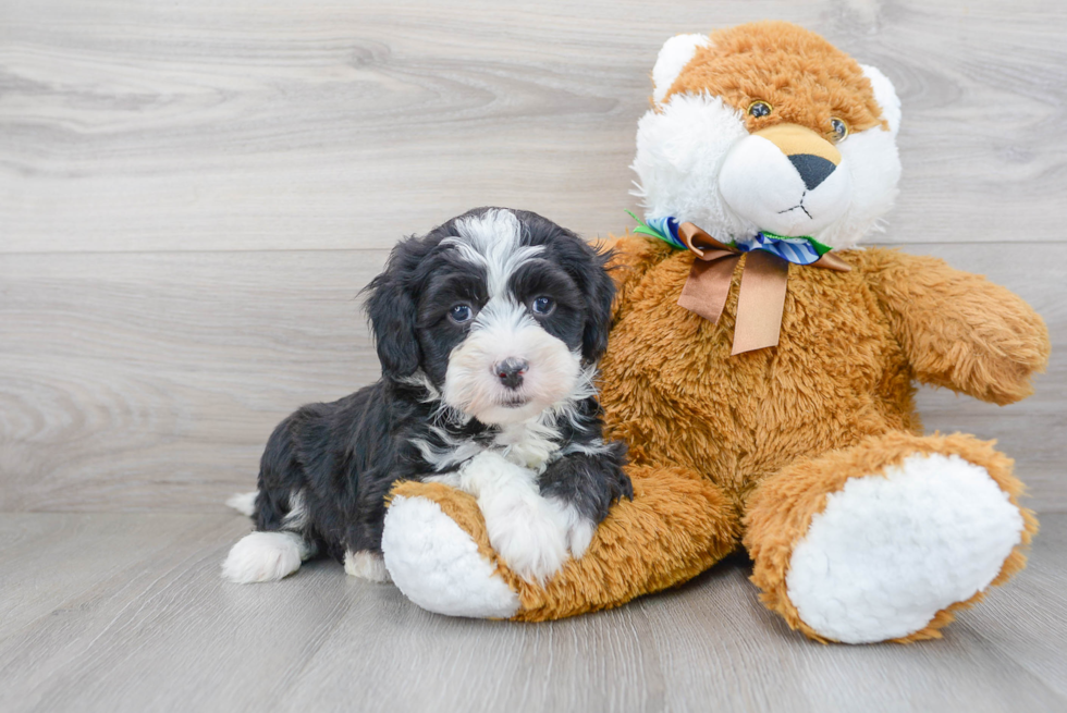 Playful Sheep Dog Poodle Mix Puppy