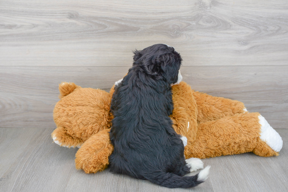 Mini Sheepadoodle Puppy for Adoption