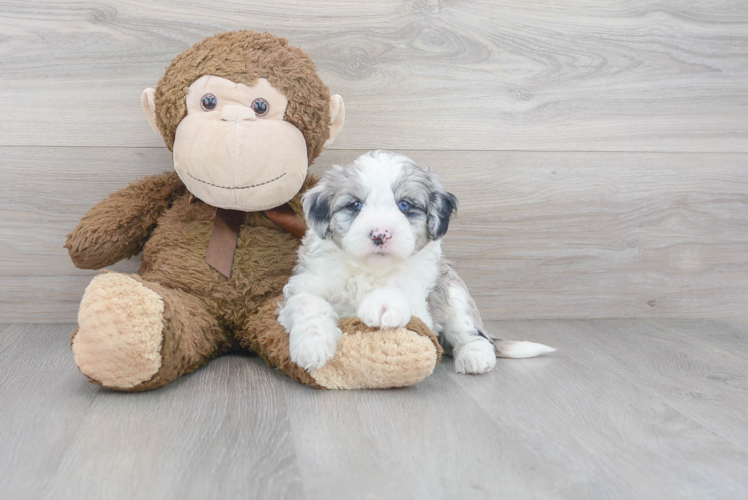 Playful Sheep Dog Poodle Mix Puppy