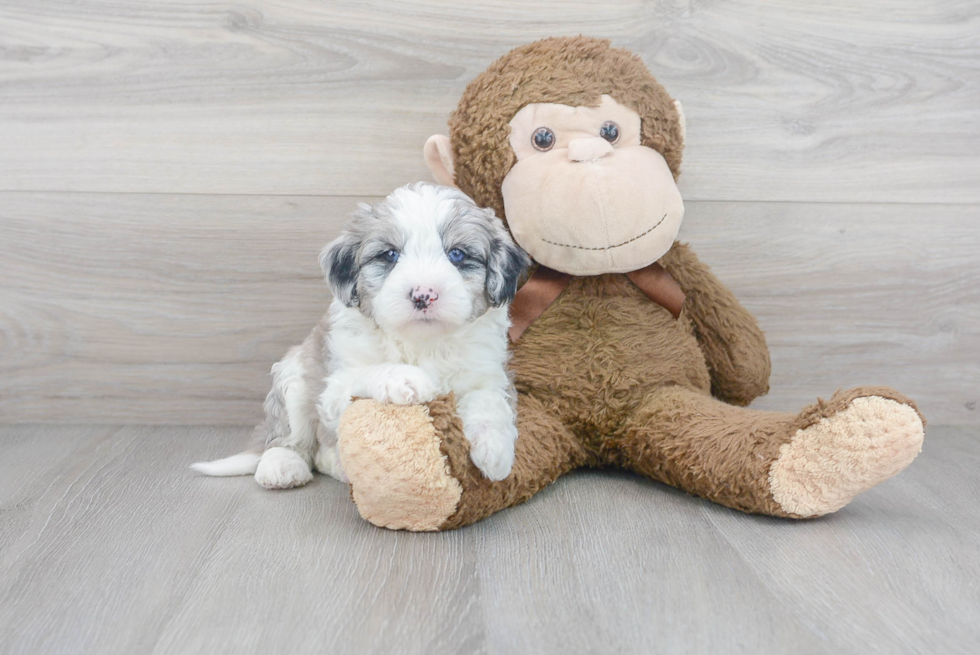 Best Mini Sheepadoodle Baby