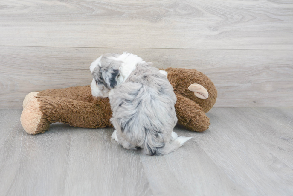 Adorable Sheep Dog Poodle Mix Puppy