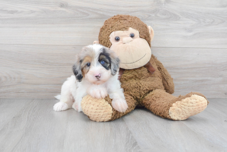 Playful Sheep Dog Poodle Mix Puppy