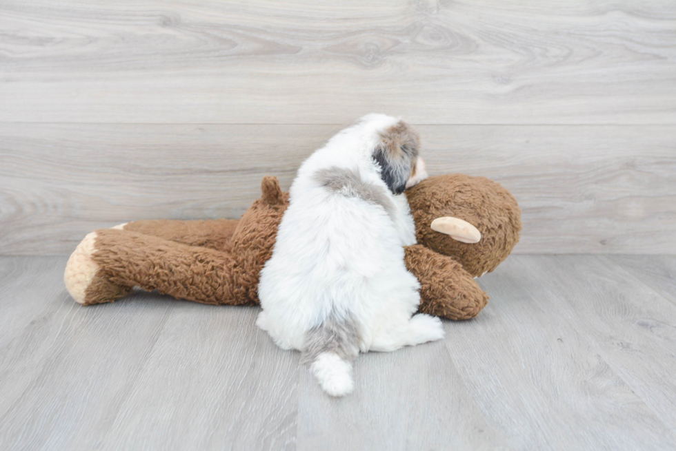 Mini Sheepadoodle Pup Being Cute