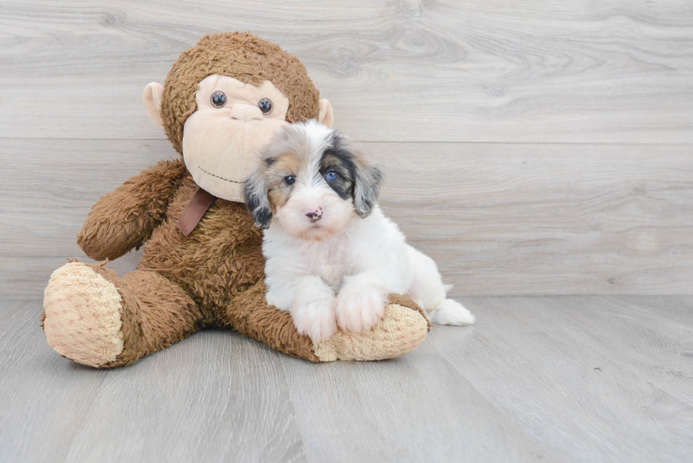 Mini Sheepadoodle Pup Being Cute