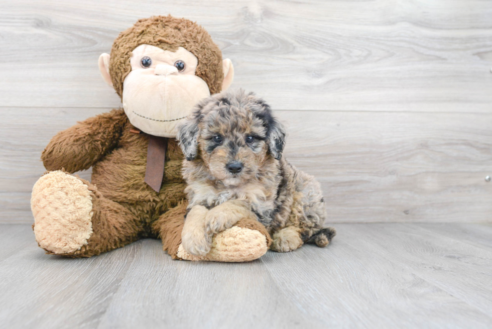 Little Sheep Dog Poodle Mix Puppy