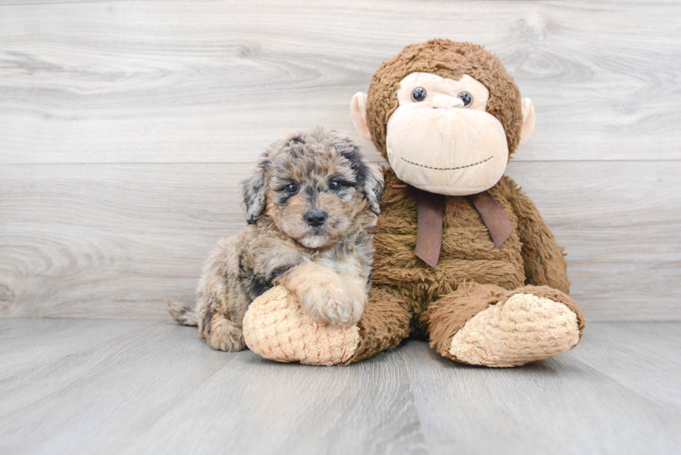 Mini Sheepadoodle Puppy for Adoption