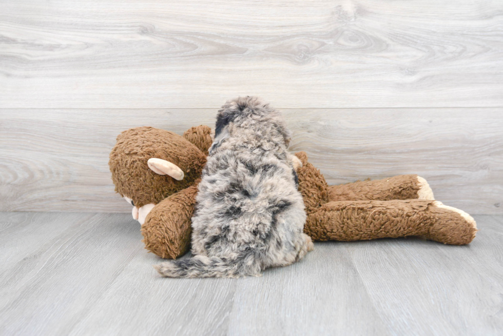 Mini Sheepadoodle Pup Being Cute