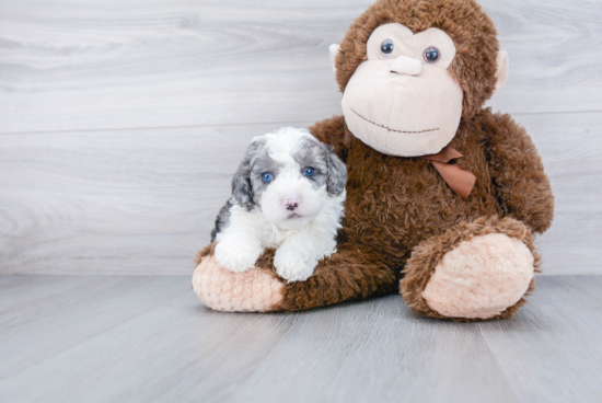 Cute Mini Sheepadoodle Baby