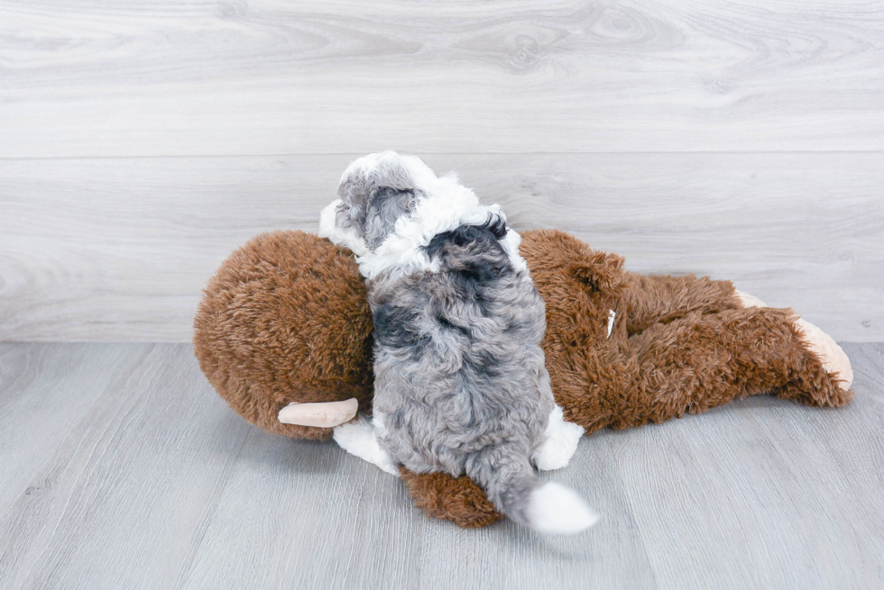 Happy Mini Sheepadoodle Baby