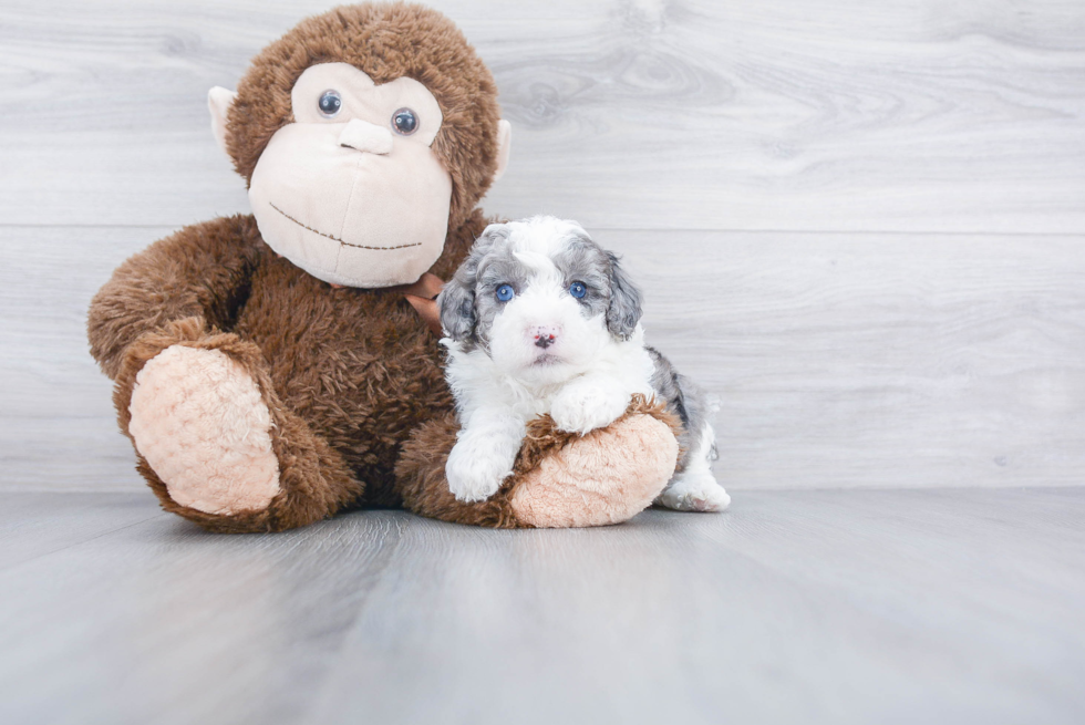 Popular Mini Sheepadoodle Poodle Mix Pup