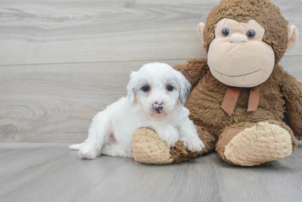 Mini Sheepadoodle Puppy for Adoption