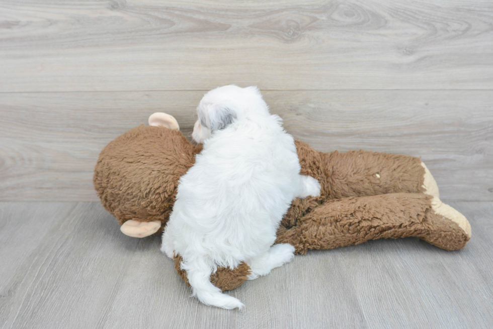 Mini Sheepadoodle Pup Being Cute