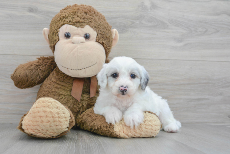 Best Mini Sheepadoodle Baby