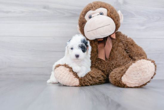 Mini Sheepadoodle Puppy for Adoption