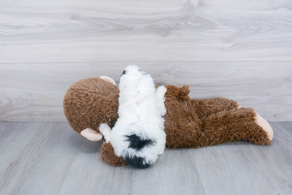 Mini Sheepadoodle Puppy for Adoption