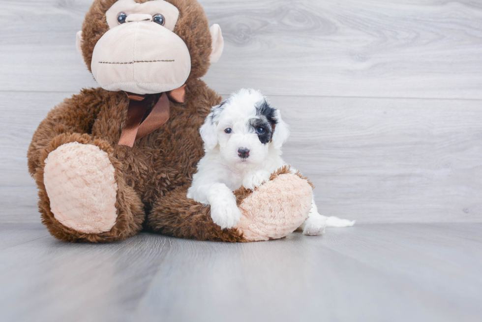 Best Mini Sheepadoodle Baby