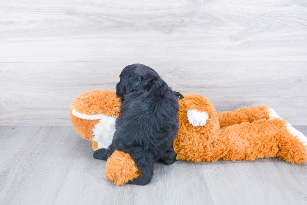 Petite Mini Sheepadoodle Poodle Mix Pup