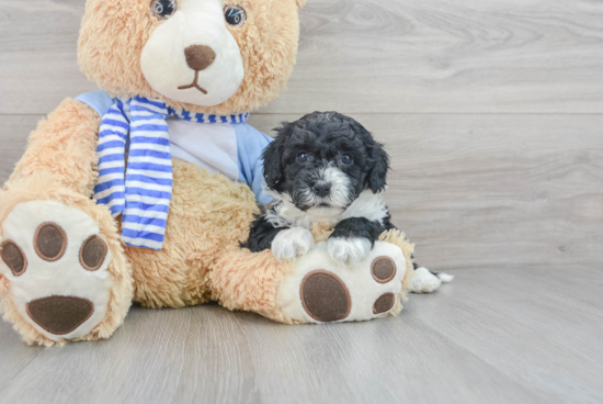 Small Mini Sheepadoodle Baby