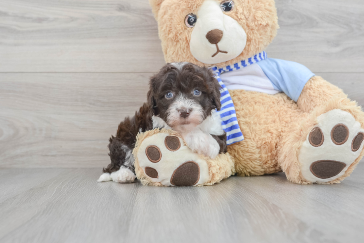 Best Mini Sheepadoodle Baby