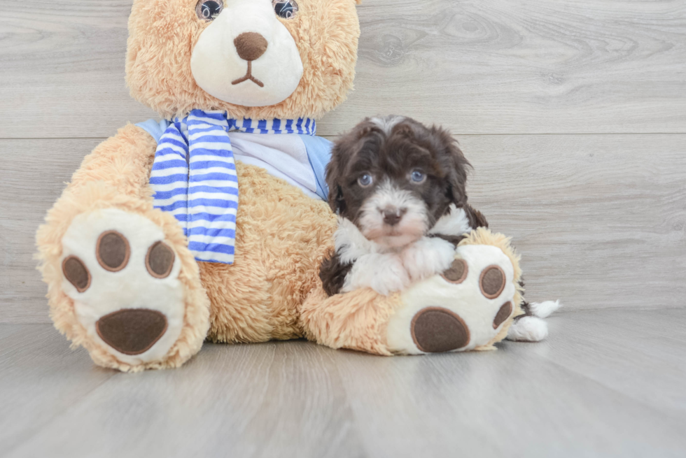 Mini Sheepadoodle Pup Being Cute