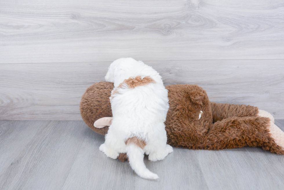 Mini Sheepadoodle Pup Being Cute