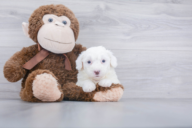 Smart Mini Sheepadoodle Poodle Mix Pup