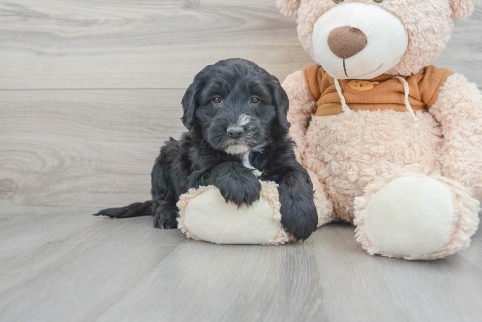 Fluffy Mini Sheepadoodle Poodle Mix Pup