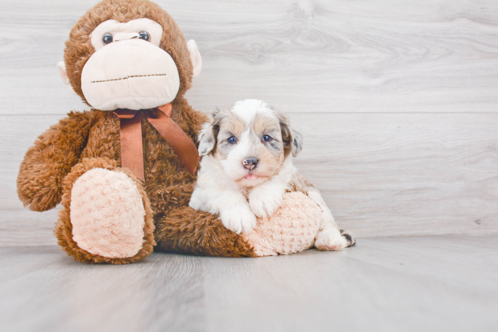 Mini Sheepadoodle Puppy for Adoption