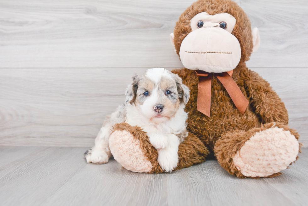 Petite Mini Sheepadoodle Poodle Mix Pup