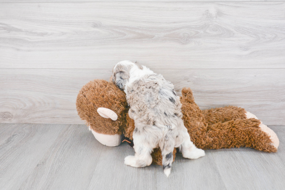 Popular Mini Sheepadoodle Poodle Mix Pup