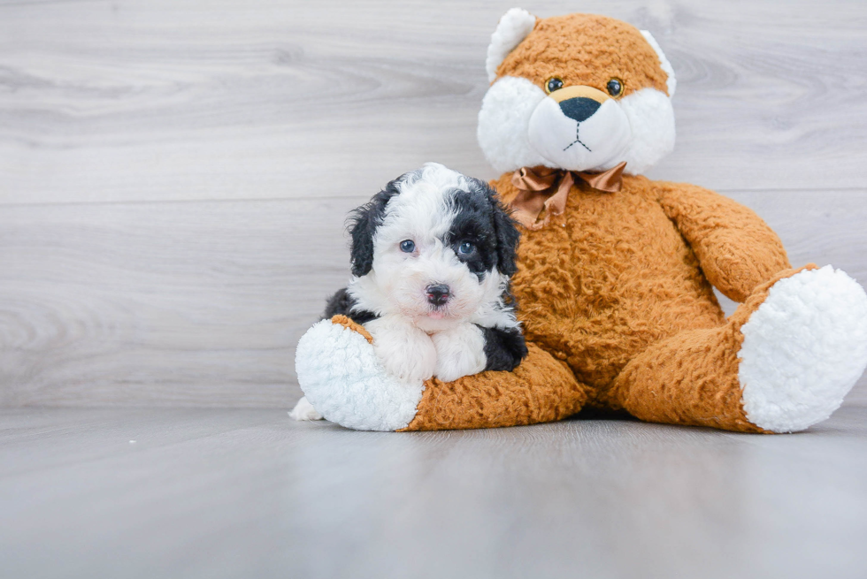 Mini Sheepadoodle Puppy for Adoption