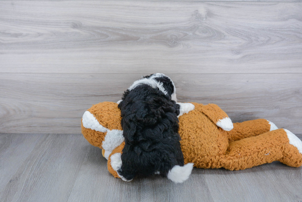 Best Mini Sheepadoodle Baby