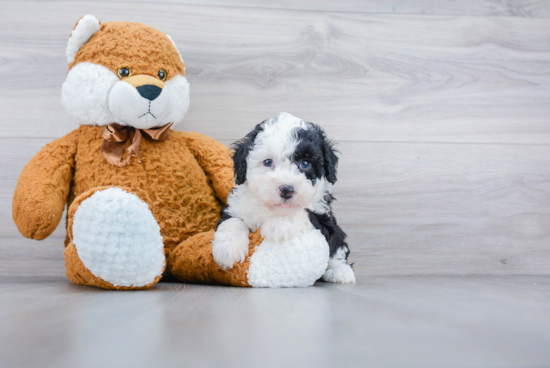 Mini Sheepadoodle Pup Being Cute