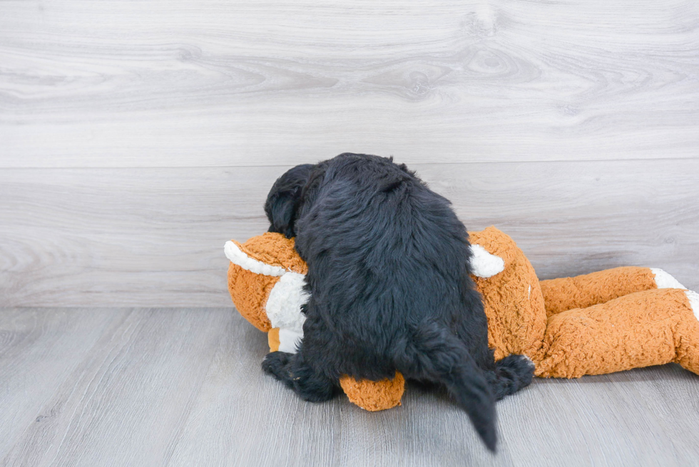 Mini Sheepadoodle Puppy for Adoption