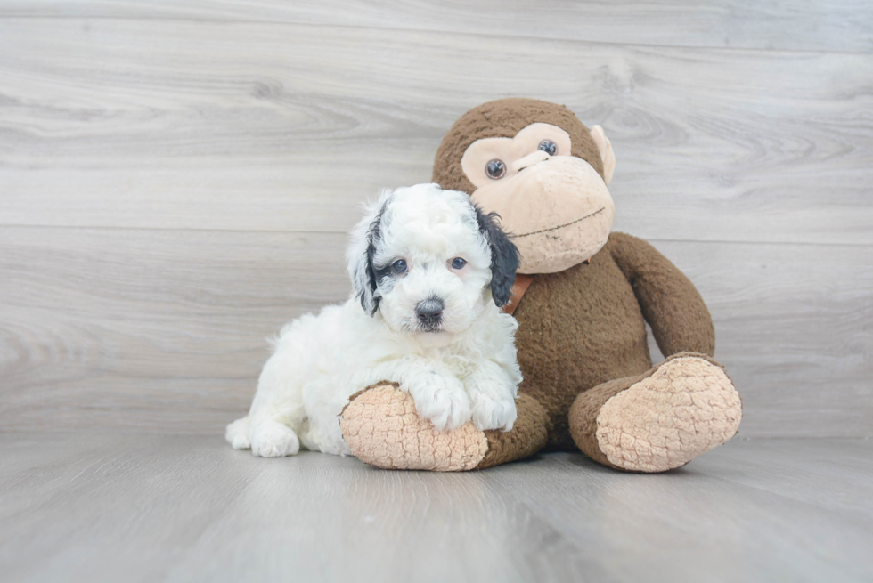 Best Mini Sheepadoodle Baby