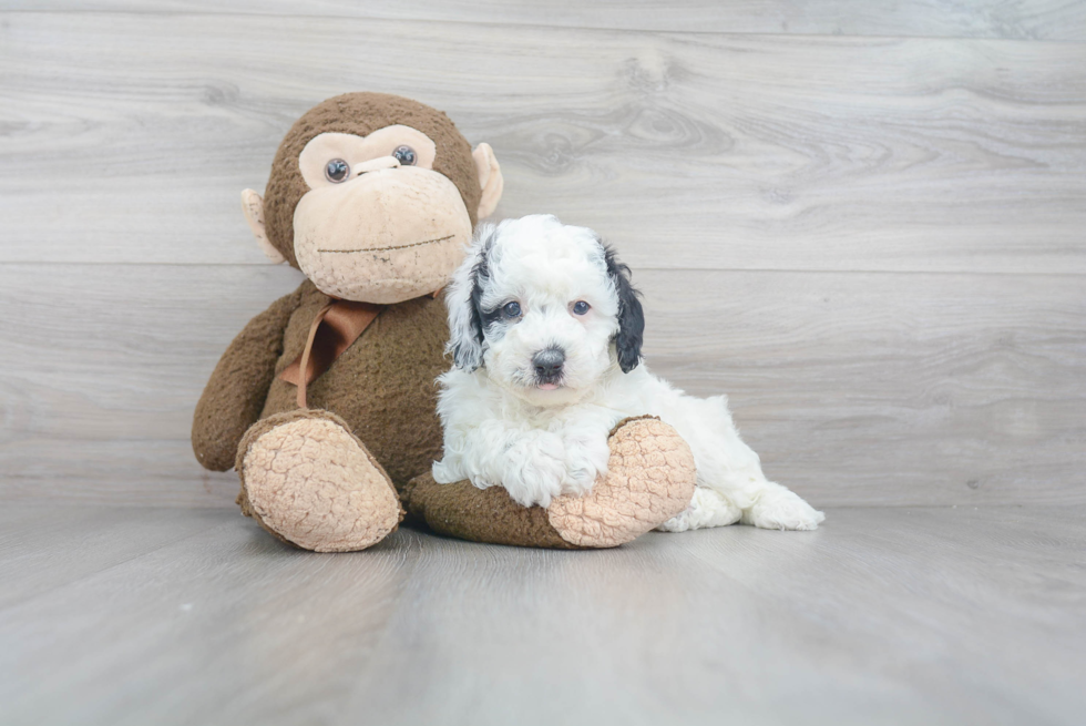 Best Mini Sheepadoodle Baby