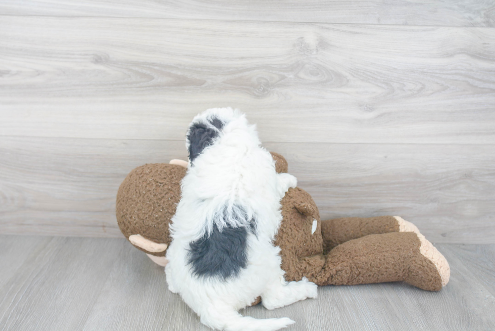 Small Mini Sheepadoodle Baby