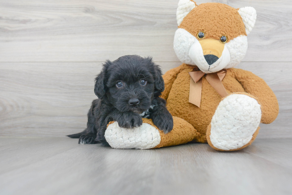 Best Mini Sheepadoodle Baby